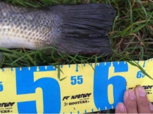 o0480036113479202436