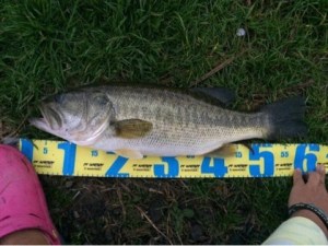 o0480036113479202442