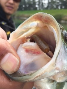 o0480064113606502781