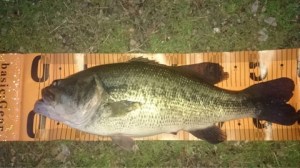 o0480027013623454704