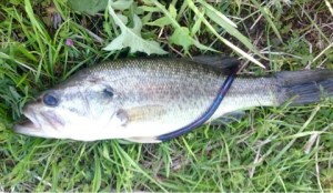 o0480027913623157256