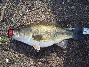 o0480036013623454660