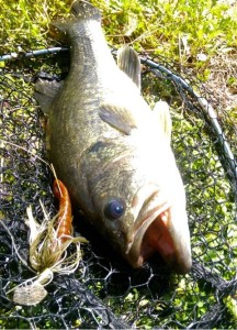 o0480066713622435353