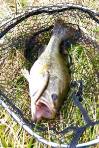 o0480071513622435380