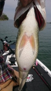 o0540096013612888353