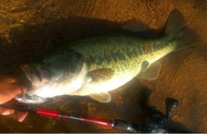 o0480031313648488504