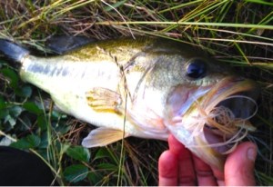 o0480033113661902141