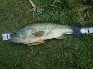 o0480036013664040397