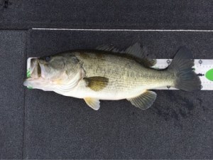 o0480036013679539335