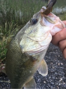 o0480064113667468262