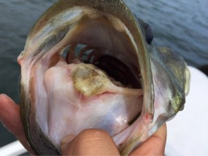 o0480036013694597620