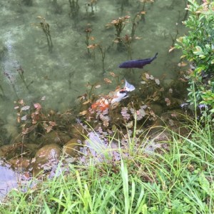 o0480048013698314526