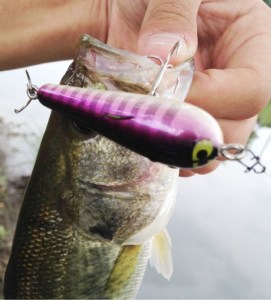 o0480053213696516746