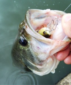 o0480057613696516757