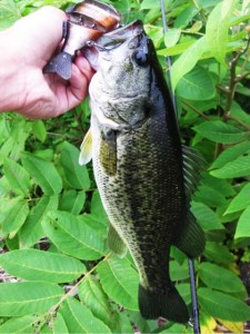 o0480064013695516166