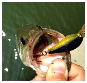 o0480046113715522824