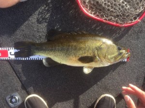 o1478110813760530197