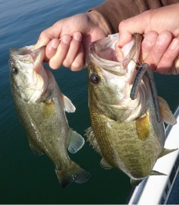 o0480054913797795970