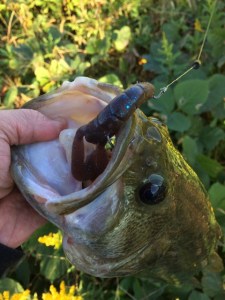 o0480064013790690433