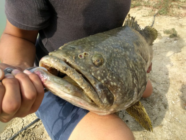 o0960072013821044407