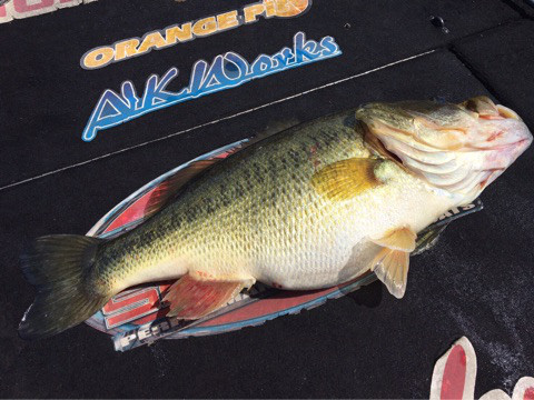 o0480036013927952097