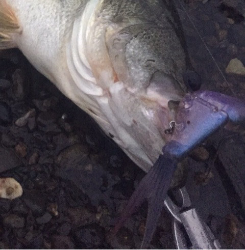 o0480049114054123972