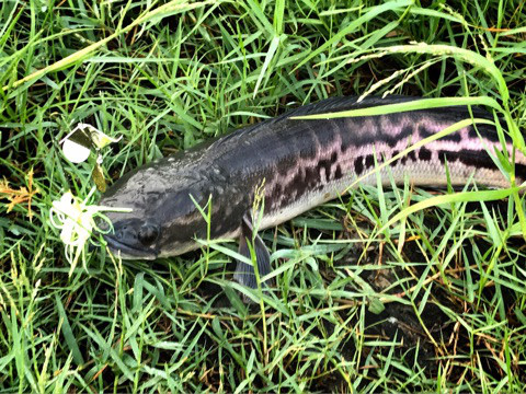 o0480036014068048701