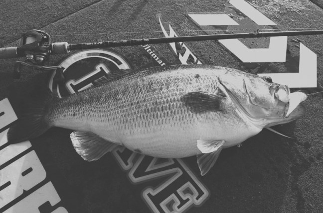 o2048135814085410057