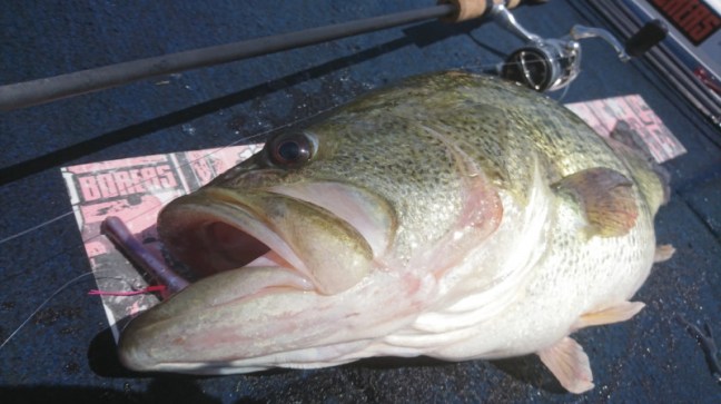 o0800044914198677456