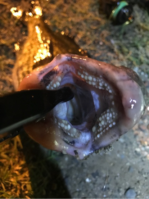 o0480064114236169340