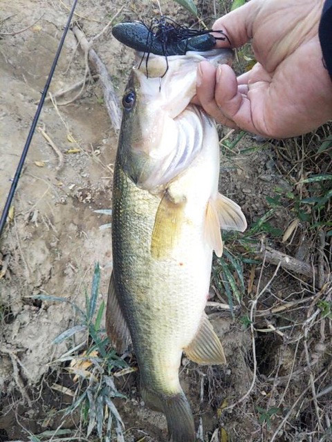 o0480064014308198524