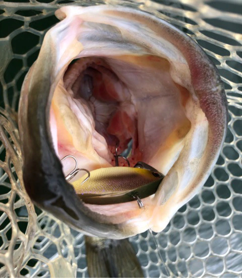 o0480055214317364269