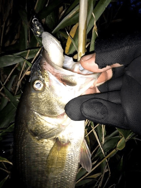 o0480064014321276437