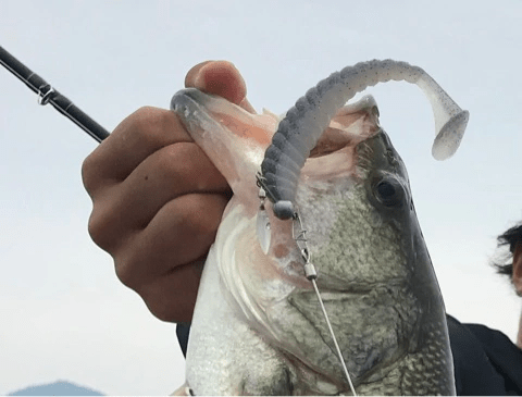 o0480036514351008555