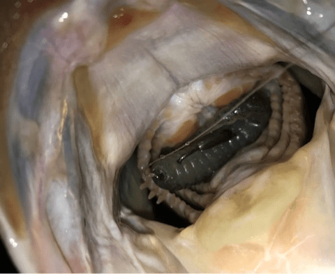 o0480039214351008551