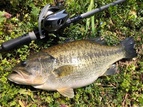 o0480036014387017583