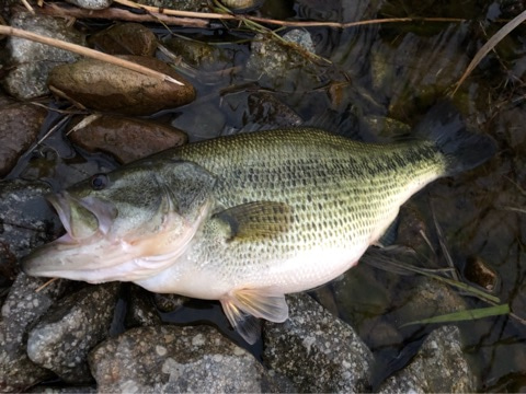 o0480036014387017620