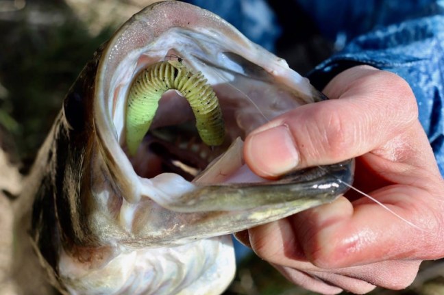 o1080071914390485676