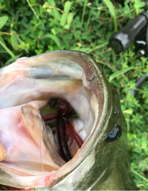 Amazing Rod! / Tulala × BackLash – Lure&Boat BackLash Japan