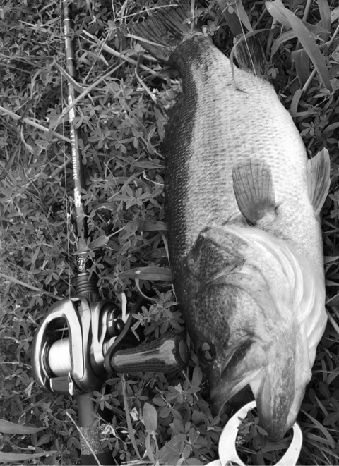 Amazing Rod! / Tulala × BackLash – Lure&Boat BackLash Japan